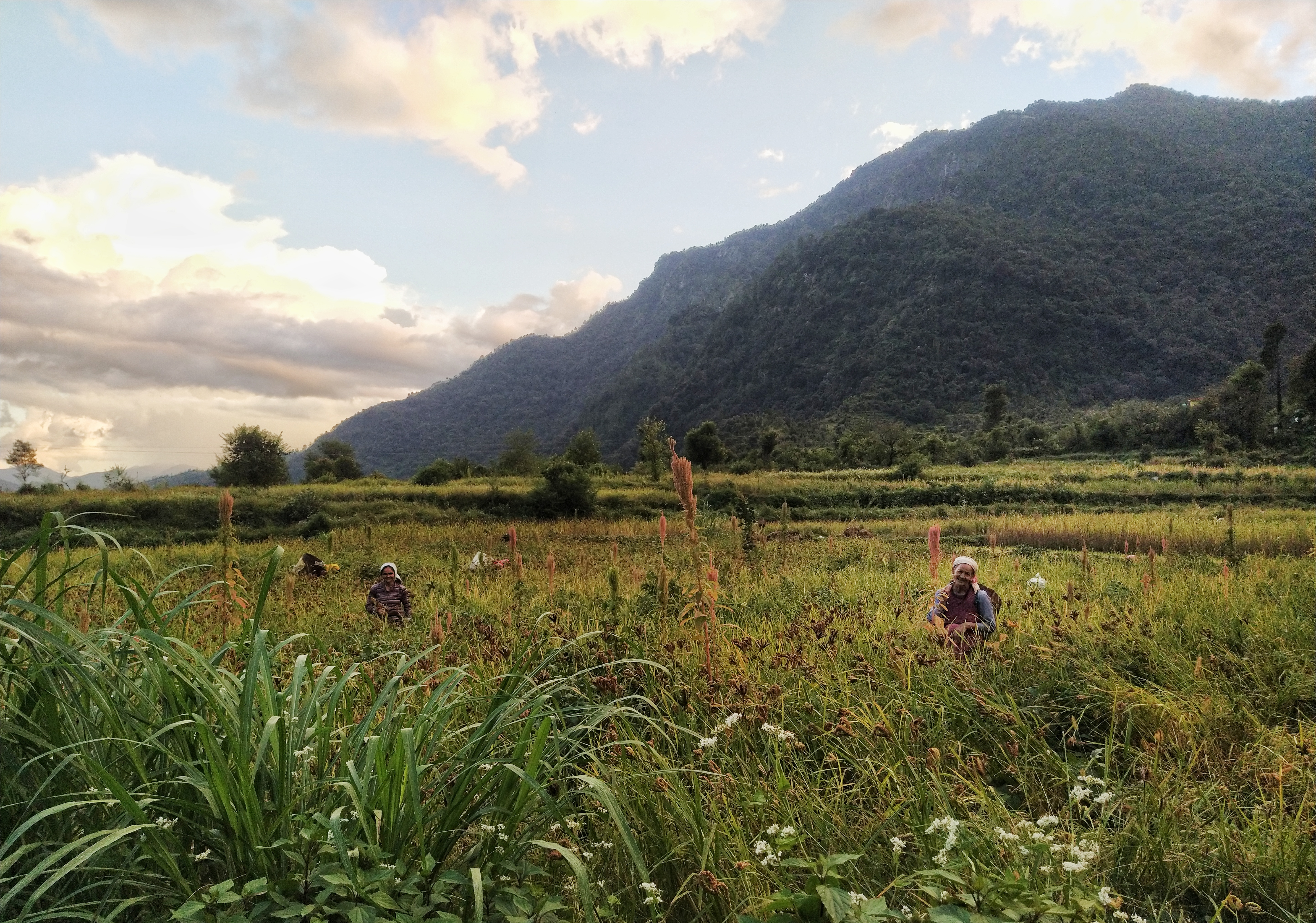 Biodiversity & Forest Landscape Conservation